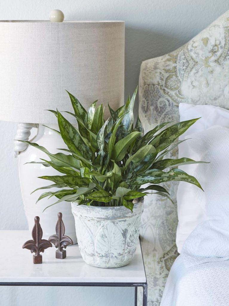 houseplant to improve indoor air quality